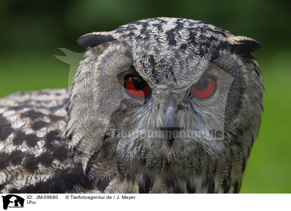 Uhu / Eurasian eagle owl / JM-09680
