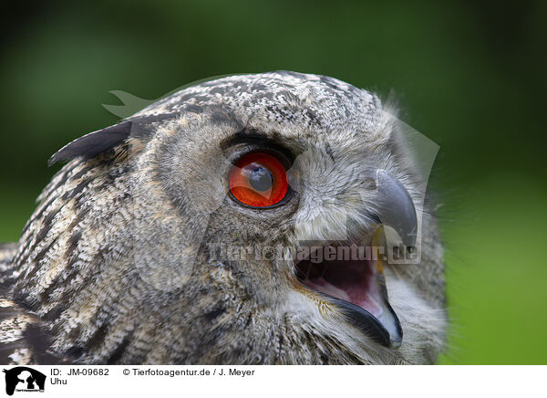 Uhu / Eurasian eagle owl / JM-09682