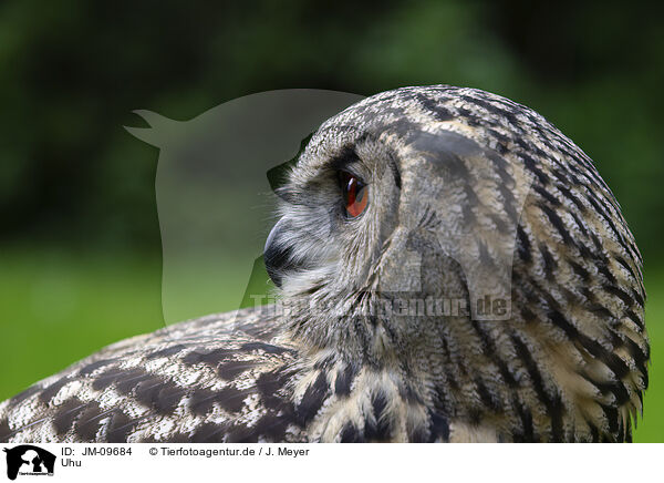 Uhu / Eurasian eagle owl / JM-09684