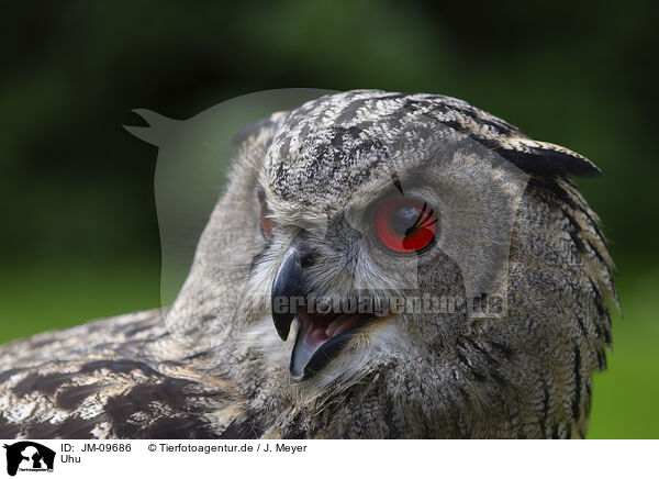 Uhu / Eurasian eagle owl / JM-09686