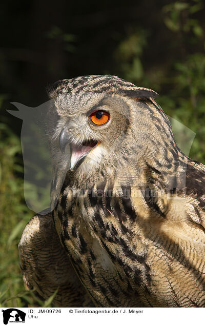 Uhu / Eurasian eagle owl / JM-09726