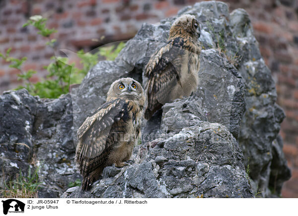 2 junge Uhus / 2 young eagle owls / JR-05947