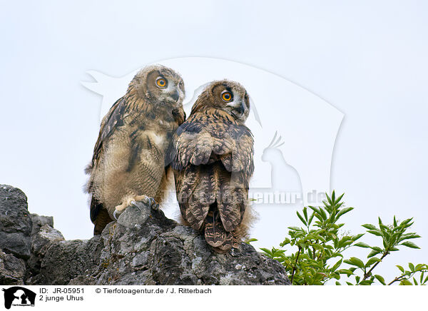2 junge Uhus / 2 young eagle owls / JR-05951