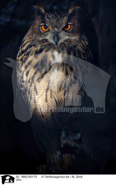 Uhu / eagle owl / MAZ-06170