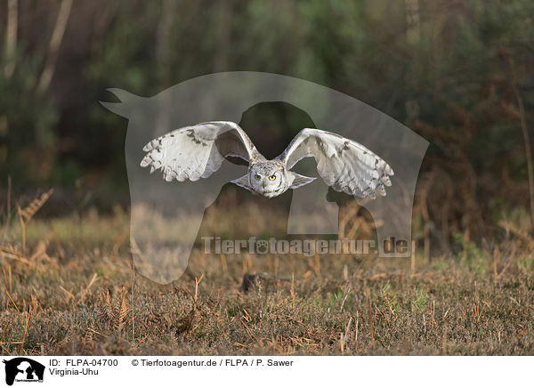Virginia-Uhu / american eagle owl / FLPA-04700