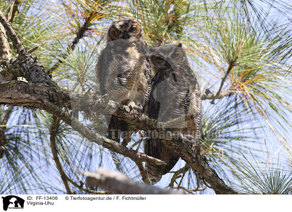 Virginia-Uhu / Great Horned Owl / FF-13406
