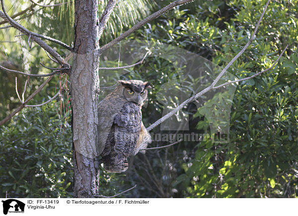 Virginia-Uhu / Great Horned Owl / FF-13419