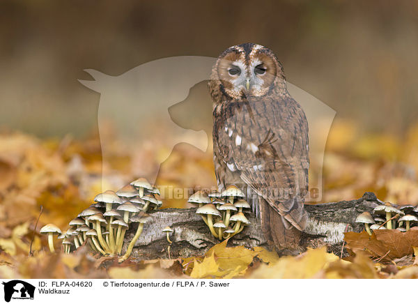 Waldkauz / brown owl / FLPA-04620