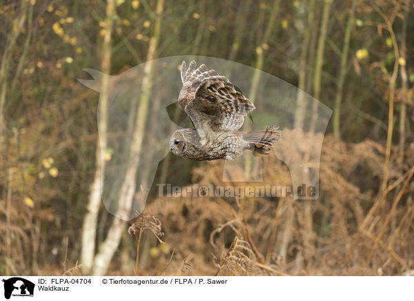 Waldkauz / brown owl / FLPA-04704