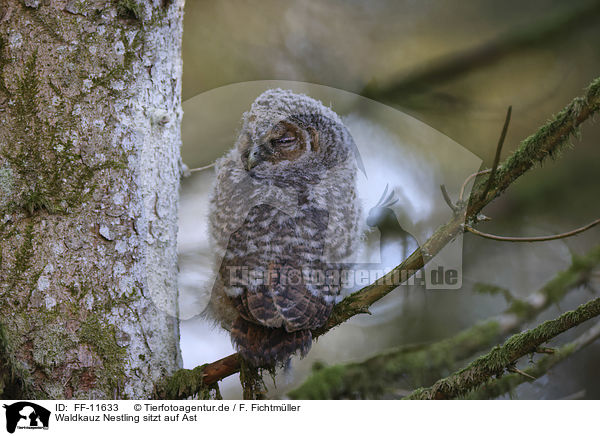 Waldkauz Nestling sitzt auf Ast / Tawny owl nestling sitting on branch / FF-11633