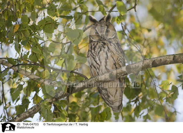 Waldohreule / northern long-eared owl / THA-04703
