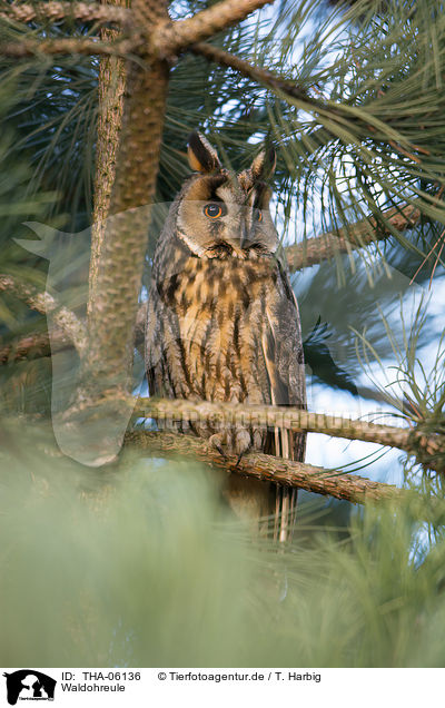 Waldohreule / northern long-eared owl / THA-06136