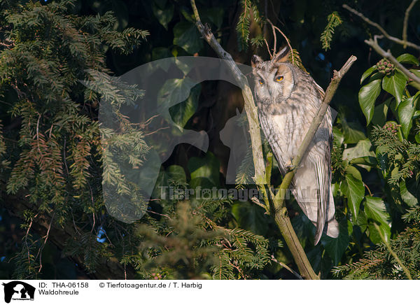 Waldohreule / northern long-eared owl / THA-06158