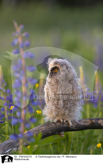 Waldohreule / northern long-eared owl / PW-04279