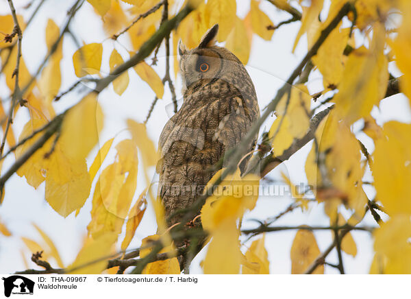 Waldohreule / northern long-eared owl / THA-09967