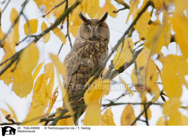 Waldohreule / northern long-eared owl / THA-09968