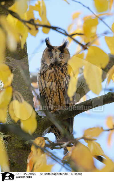 Waldohreule / northern long-eared owl / THA-09970