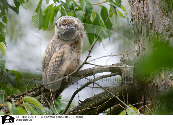 Waldohreule / northern long-eared owl / THA-09975