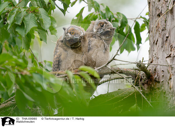 Waldohreulen / northern long-eared owls / THA-09980