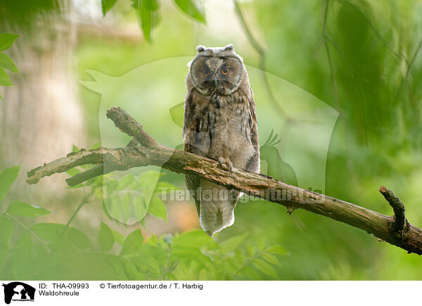Waldohreule / northern long-eared owl / THA-09993