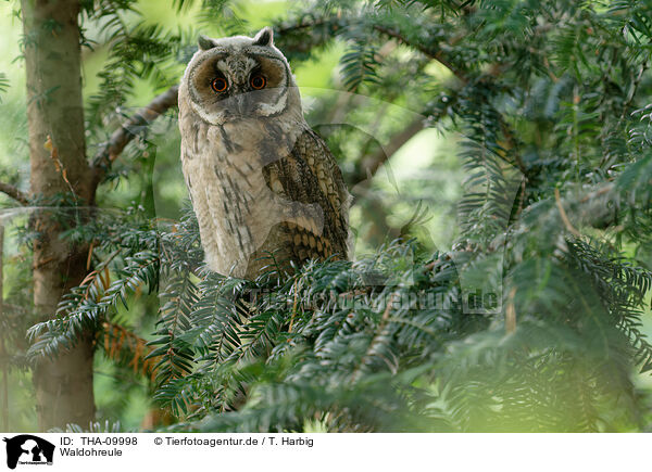 Waldohreule / northern long-eared owl / THA-09998
