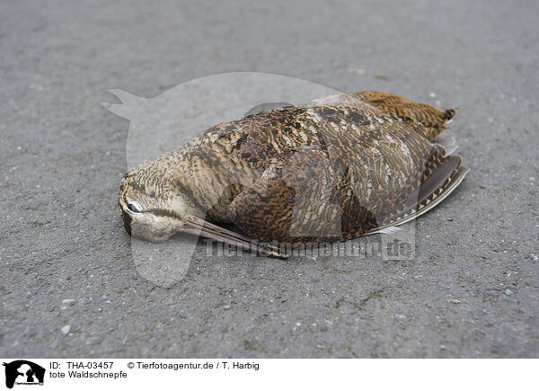 tote Waldschnepfe / dead Eurasian woodcock / THA-03457