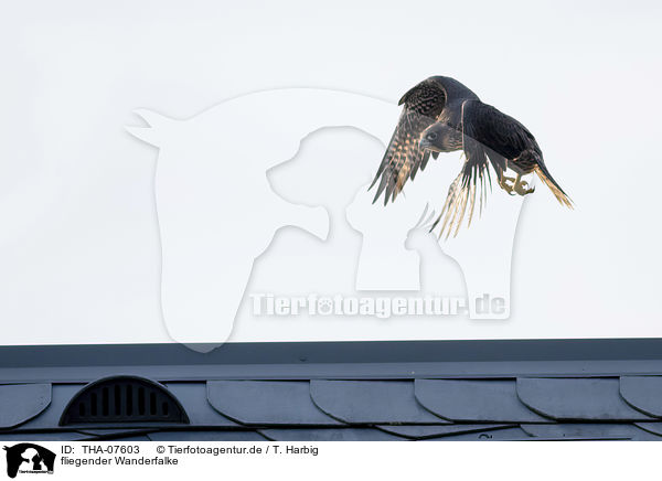 fliegender Wanderfalke / flying Peregrine Falcon / THA-07603