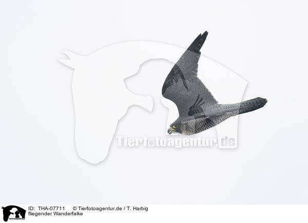 fliegender Wanderfalke / THA-07711