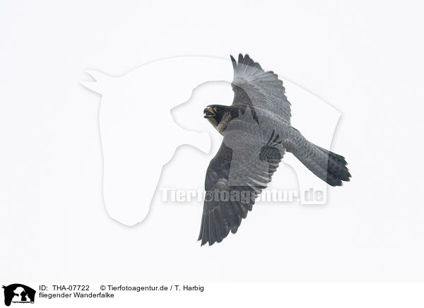fliegender Wanderfalke / THA-07722