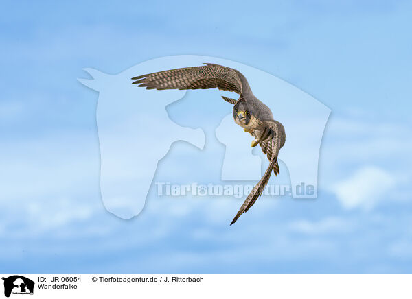 Wanderfalke / peregrine falcon / JR-06054