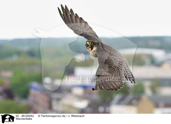 Wanderfalke / peregrine falcon / JR-06062