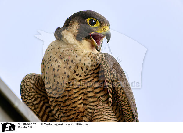 Wanderfalke / peregrine falcon / JR-06067