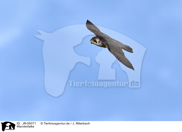 Wanderfalke / peregrine falcon / JR-06071