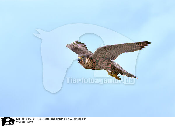 Wanderfalke / peregrine falcon / JR-06079