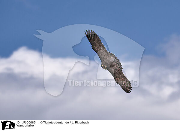 Wanderfalke / peregrine falcon / JR-06085