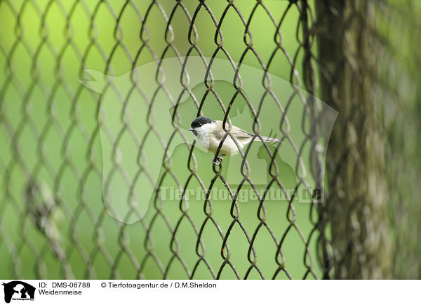 Weidenmeise / willow tit / DMS-06788