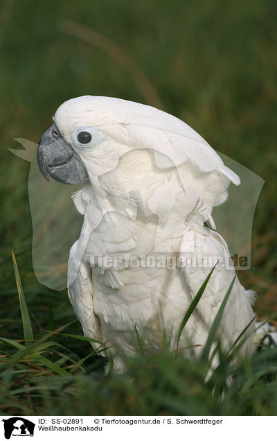 Weihaubenkakadu / cockatoo / SS-02891