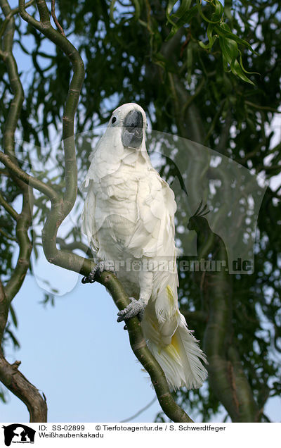 Weihaubenkakadu / cockatoo / SS-02899