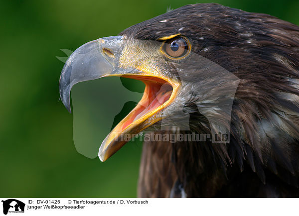 junger Weikopfseeadler / young American Bald Eagle / DV-01425