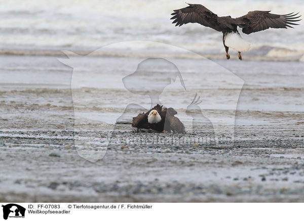 Weikopfseeadler / American eagles / FF-07083