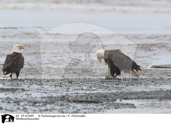 Weikopfseeadler / American eagles / FF-07085
