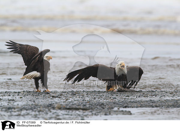 Weikopfseeadler / American eagles / FF-07089