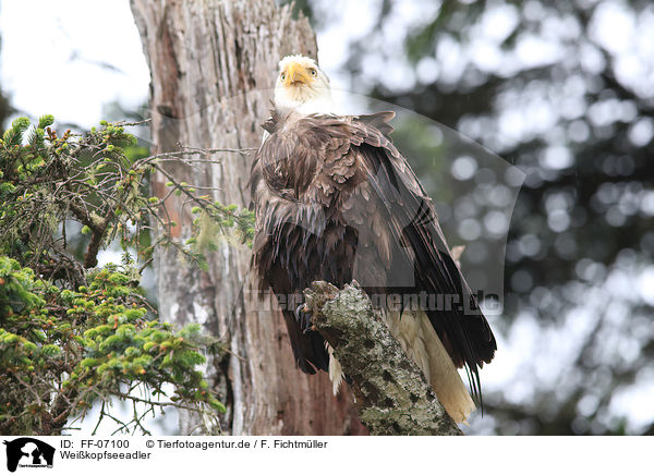Weikopfseeadler / American eagle / FF-07100