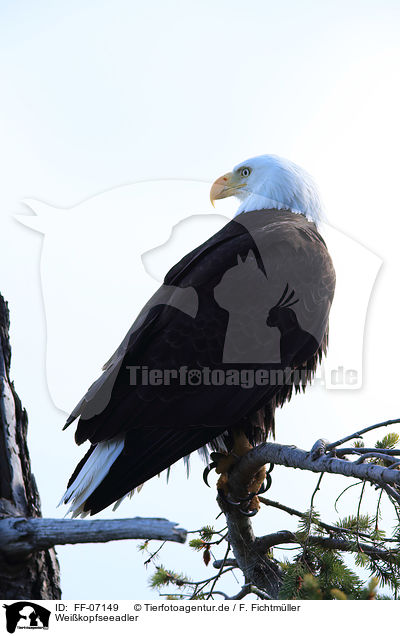 Weikopfseeadler / American eagle / FF-07149