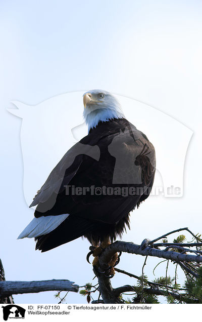 Weikopfseeadler / American eagle / FF-07150