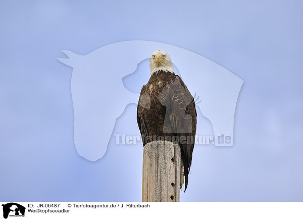 Weikopfseeadler / American bald eagle / JR-06487