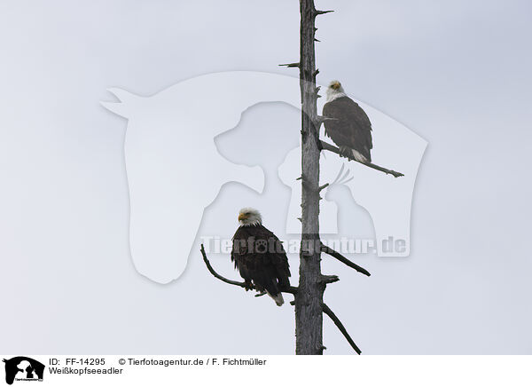 Weikopfseeadler / American bald eagles / FF-14295