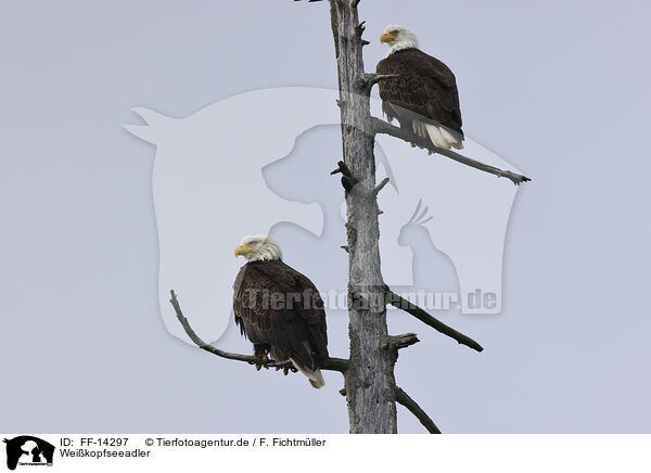 Weikopfseeadler / American bald eagles / FF-14297