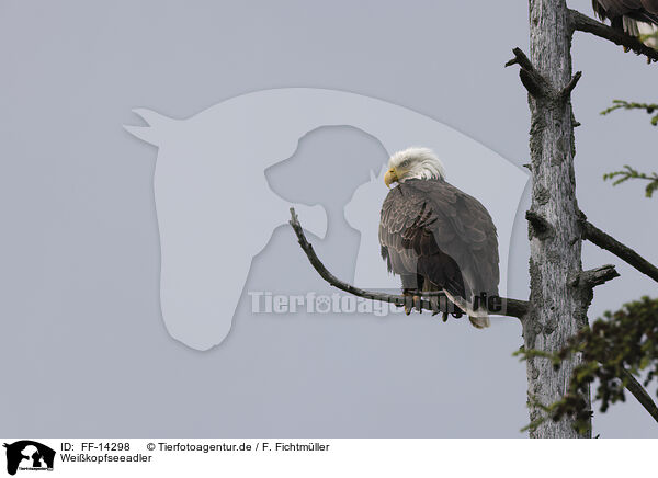 Weikopfseeadler / American bald eagle / FF-14298