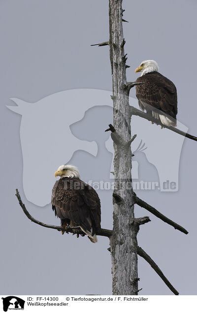 Weikopfseeadler / American bald eagles / FF-14300